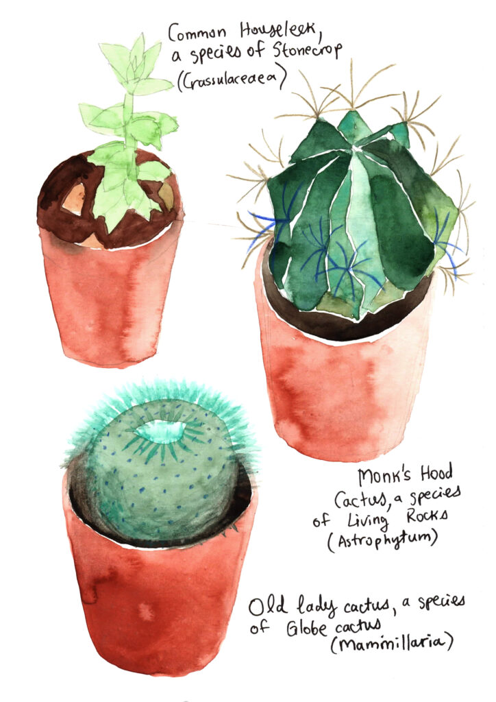 watercolour succulents